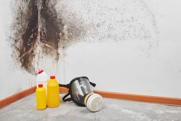 Best Mold Damage Repair  in Brandermill, VA