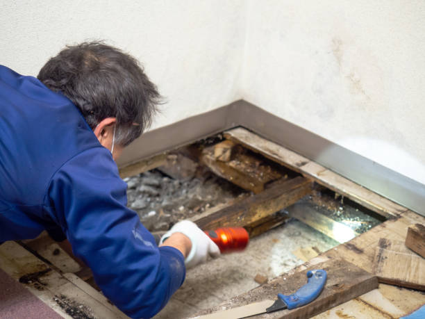 Best Office Mold Removal Services  in Brandermill, VA