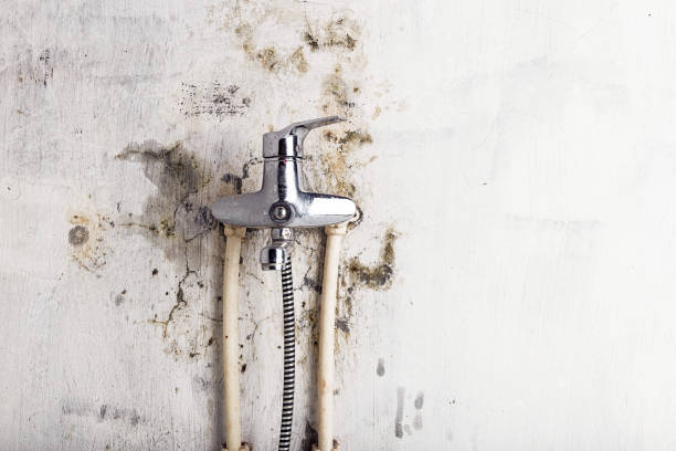 Best Black Mold Removal  in Brandermill, VA