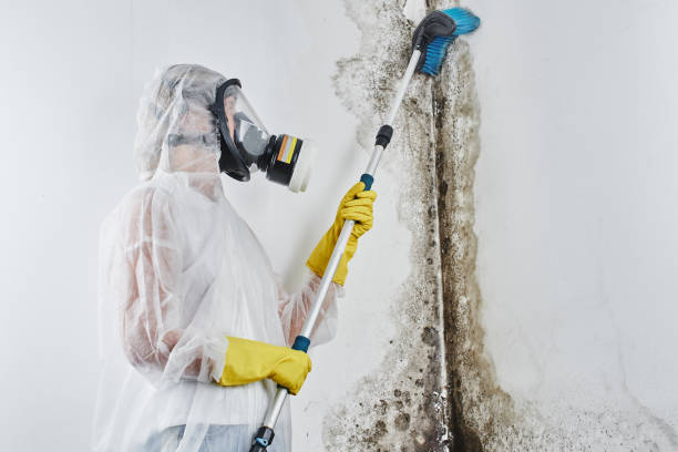 Best Mold Remediation  in Brandermill, VA