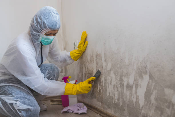Best Fast Mold Removal  in Brandermill, VA