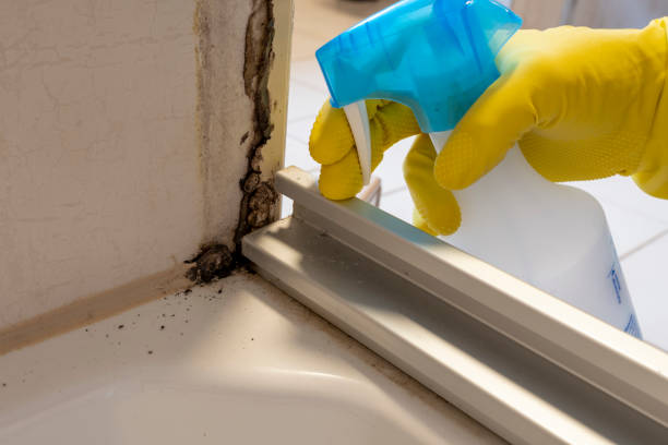 Best Commercial Mold Removal  in Brandermill, VA