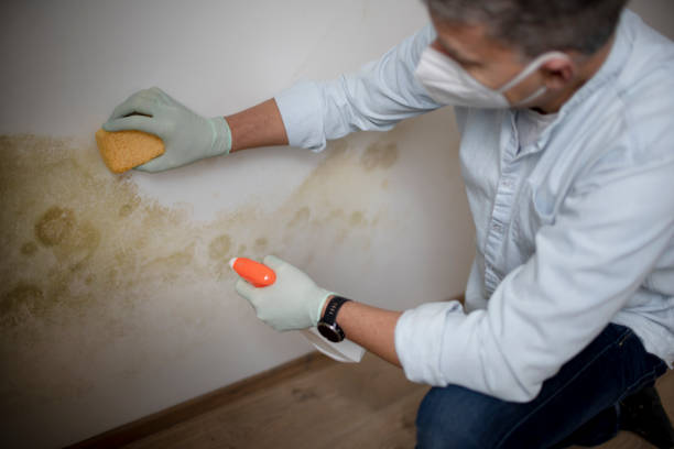 Attic Mold Removal in Brandermill, VA