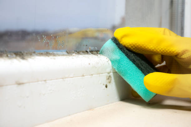 Best Toxic Mold Removal  in Brandermill, VA