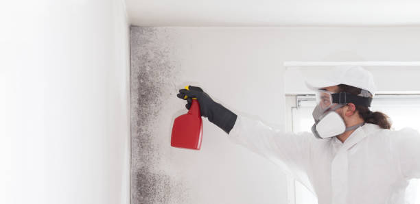 Best Professional Mold Removal  in Brandermill, VA