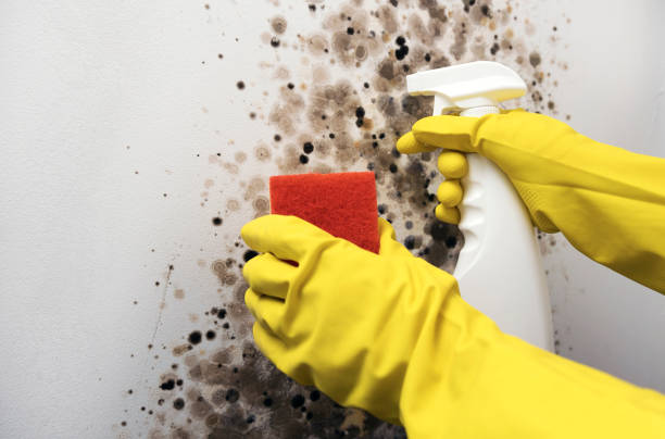 Best Emergency Mold Removal  in Brandermill, VA