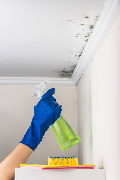 Best Residential Mold Removal  in Brandermill, VA